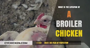 Understanding the Lifespan of Broiler Chickens: A Comprehensive Guide