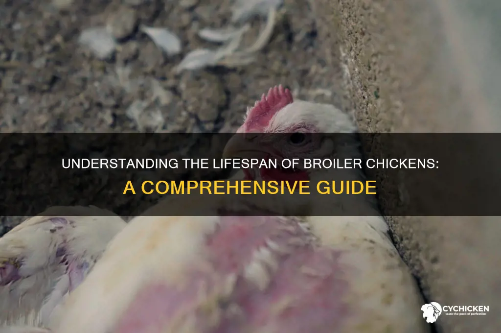 what is the lifespan of a broiler chicken