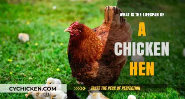 Understanding the Average Lifespan of a Chicken Hen