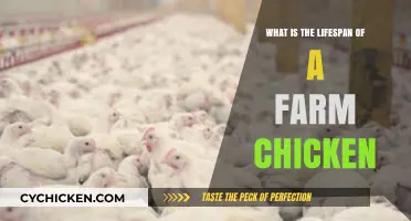 Understanding the Average Lifespan of Farm Chickens: Factors and Care