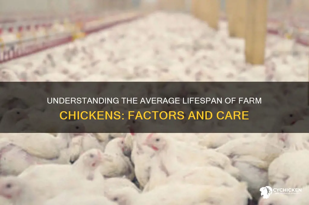 what is the lifespan of a farm chicken