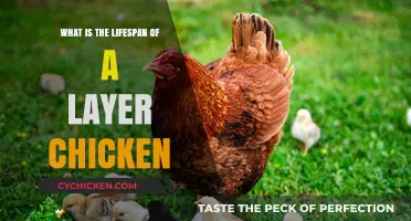 Understanding the Average Lifespan of a Layer Chicken