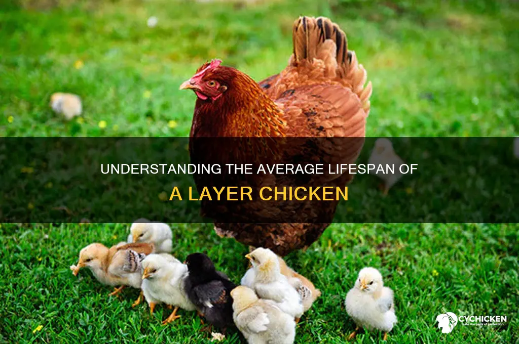 what is the lifespan of a layer chicken