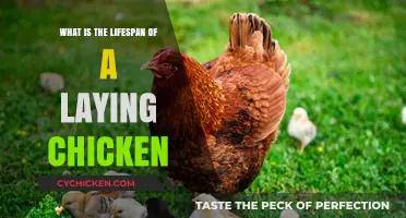 Understanding the Lifespan of a Laying Chicken: Facts and Insights