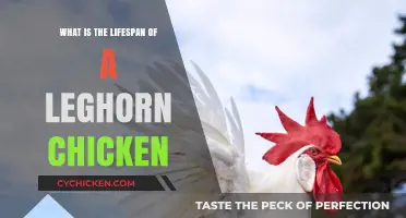 Understanding the Average Lifespan of a Leghorn Chicken Breed