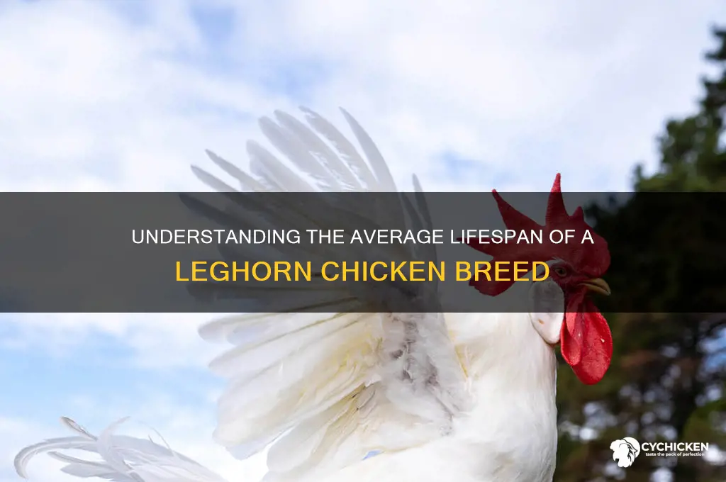 what is the lifespan of a leghorn chicken