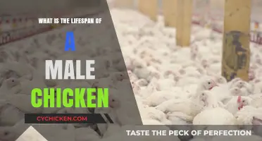 Understanding the Average Lifespan of Male Chickens: A Comprehensive Guide