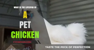 Understanding the Average Lifespan of Pet Chickens: Care and Factors