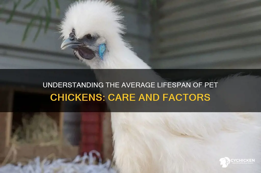 what is the lifespan of a pet chicken
