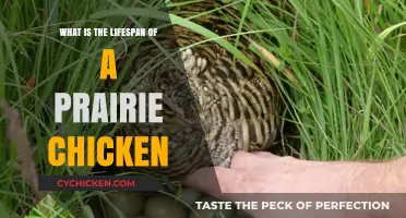 Prairie Chicken Lifespan: Understanding Their Survival in the Wild
