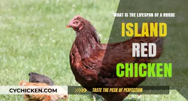 Rhode Island Reds: How Long Do They Live?