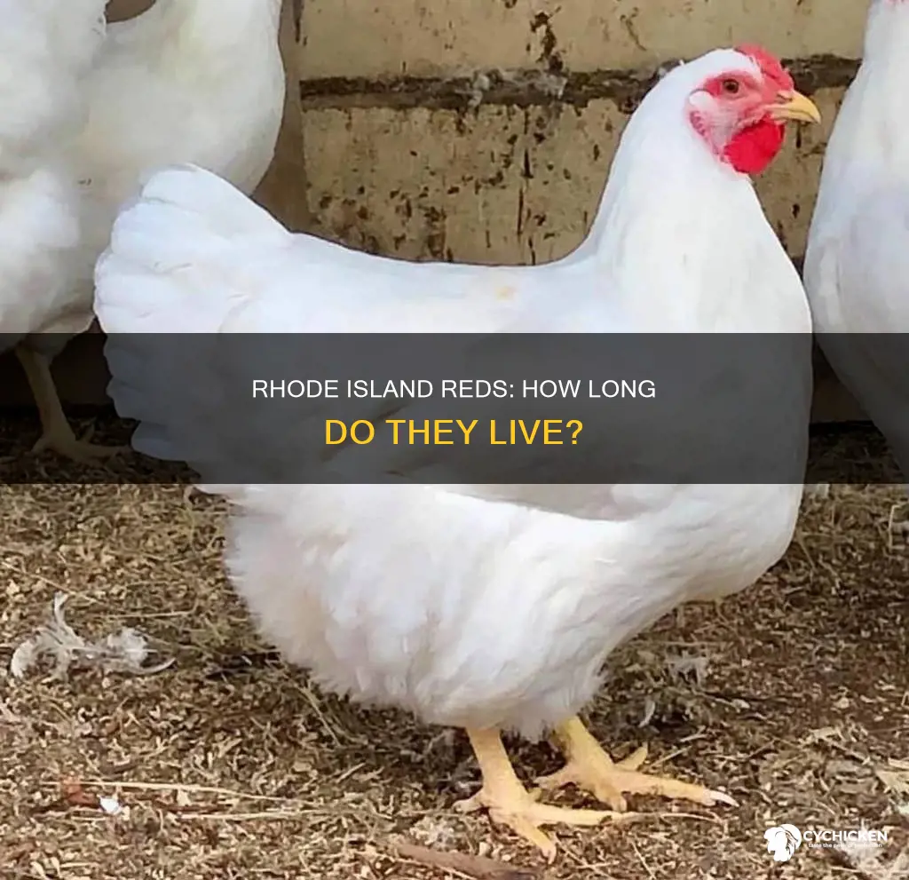 what is the lifespan of a rhode island red chicken