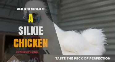 Understanding the Average Lifespan of Silkie Chickens: Care Tips Included