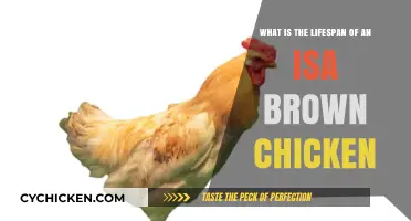 The Lifespan of Isa Brown Chickens: How Long Do They Live?