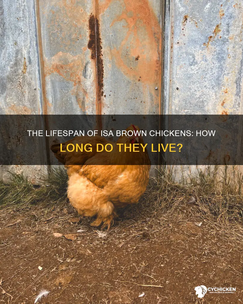 what is the lifespan of an isa brown chicken