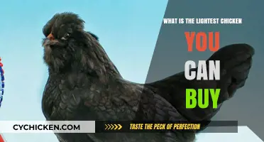 Discover the Lightest Chicken Breeds for Your Kitchen Today