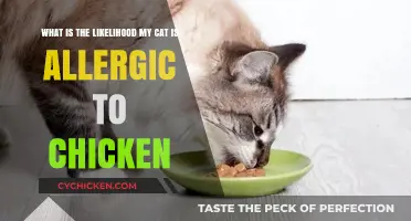 Is Your Cat Allergic to Chicken?