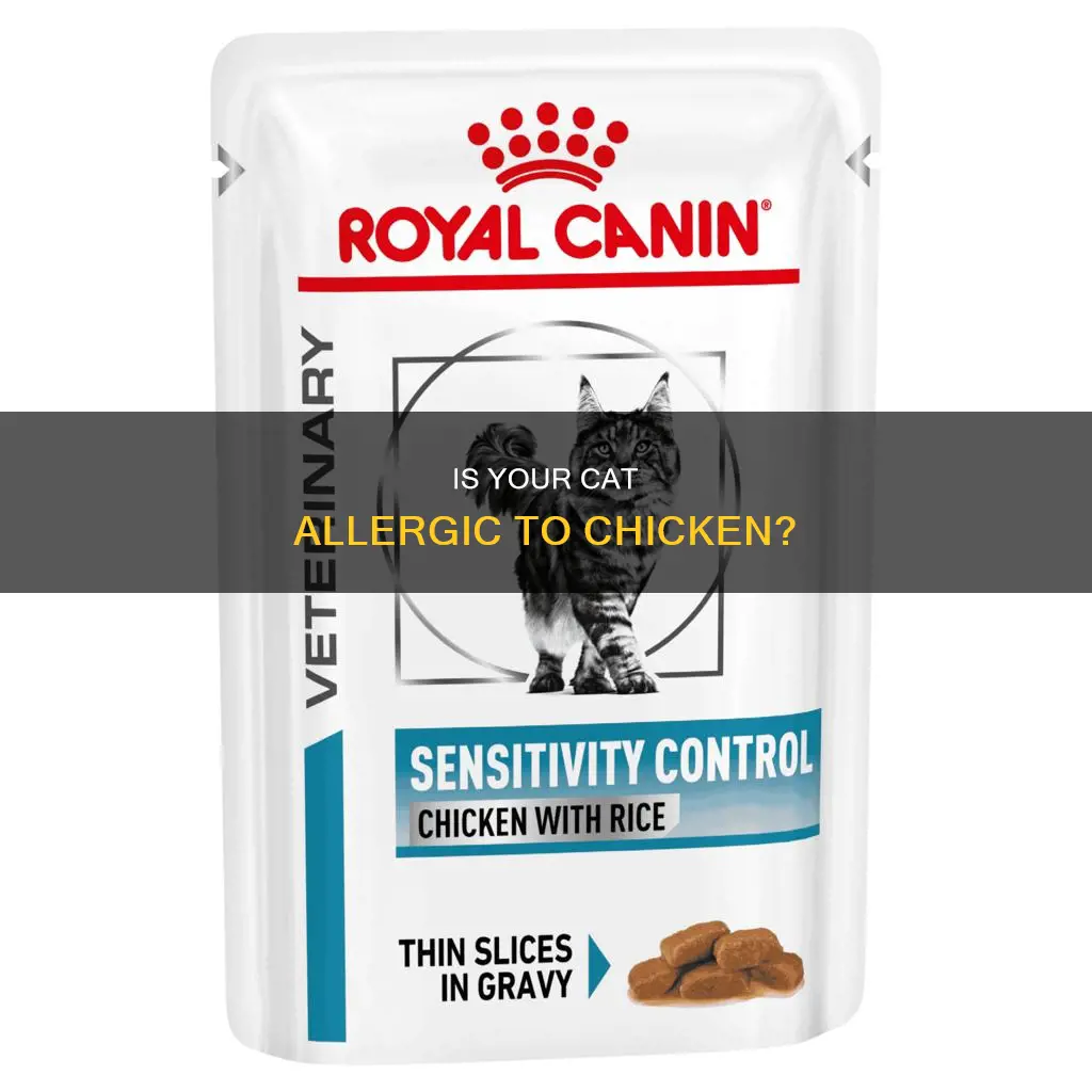 what is the likelihood my cat is allergic to chicken