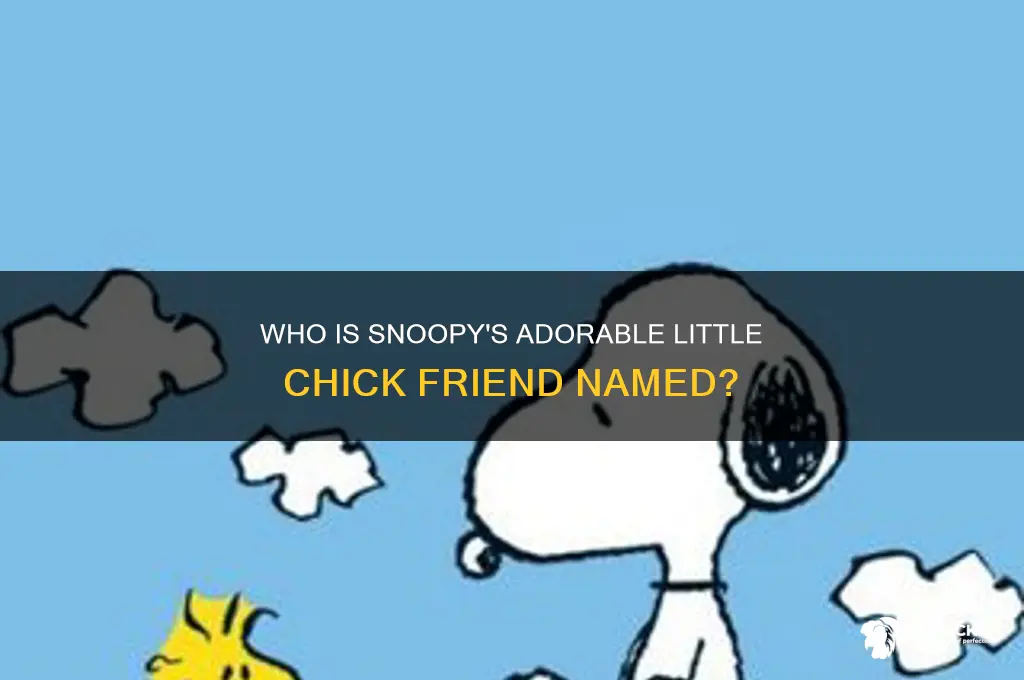 what is the little chicks name in snoopy
