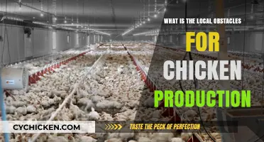 Overcoming Local Challenges in Chicken Production: Key Obstacles Explained