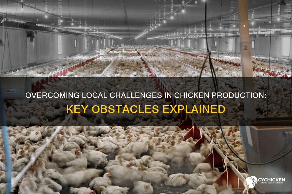 what is the local obstacles for chicken production