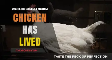 How Long Can a Headless Chicken Really Survive?