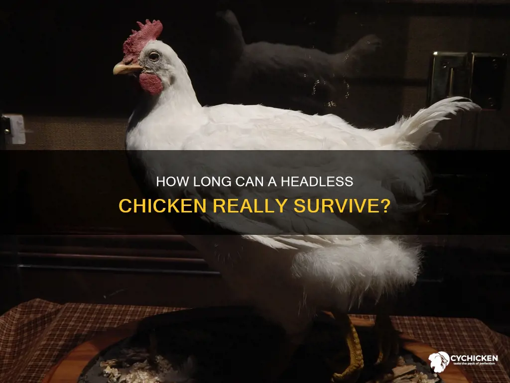 what is the longest a headless chicken has lived