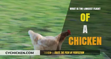 How Far Can Chickens Fly? Uncovering Their Longest Recorded Flight