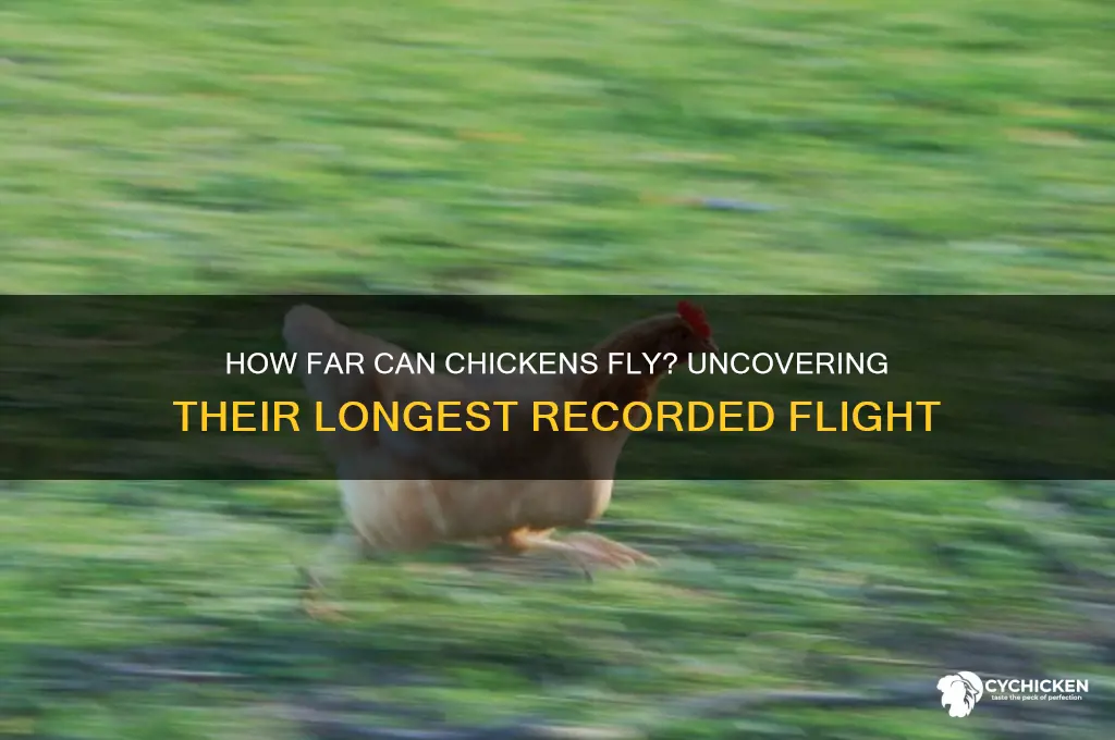 what is the longest flight of a chicken