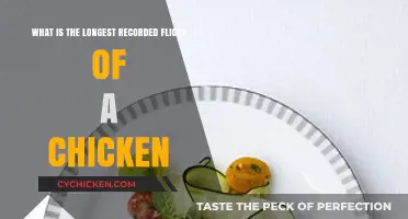 Epic Chicken Flight: How Far Can They Go?