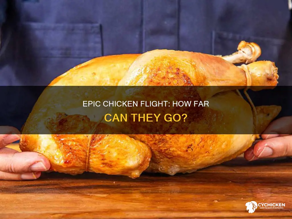 what is the longest recorded flight of a chicken