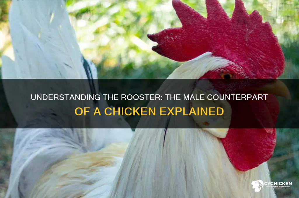 what is the male version of a chicken