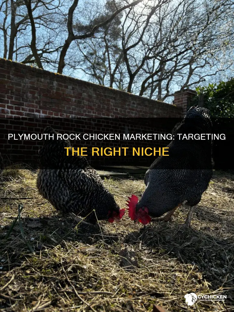what is the marketing for a plymouth rock chicken