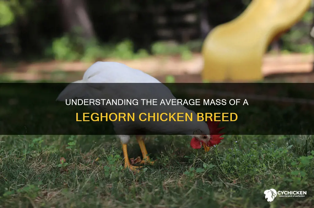 what is the mass of a leghorn chicken