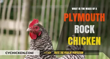 The Weight of a Plymouth Rock Chicken
