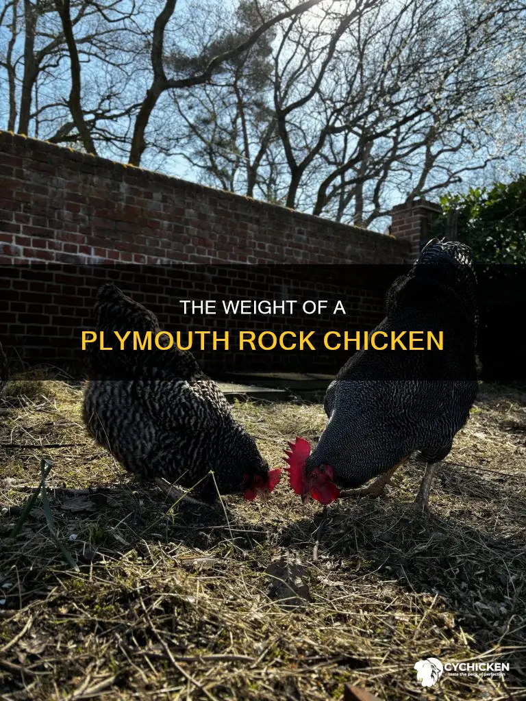 what is the mass of a plymouth rock chicken