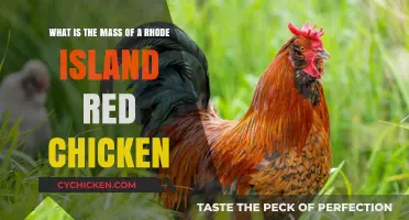 Rhode Island Reds: Weight and Mass Expectations