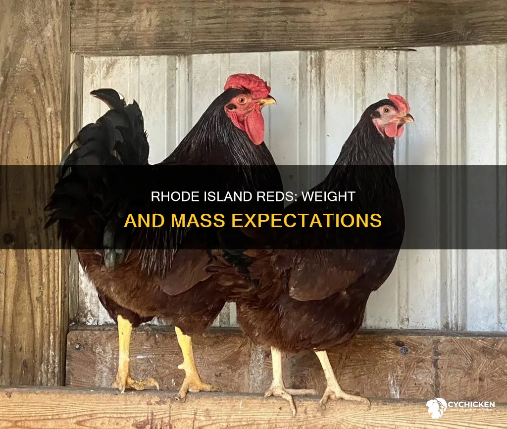 what is the mass of a rhode island red chicken
