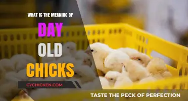 Understanding Day-Old Chicks: Meaning, Care, and Importance in Poultry Farming