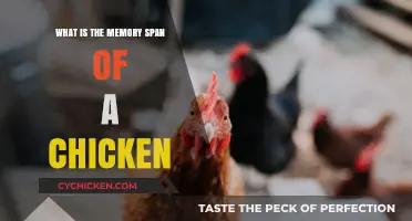 Unveiling the Surprising Memory Capabilities of Chickens: How Long Do They Remember?