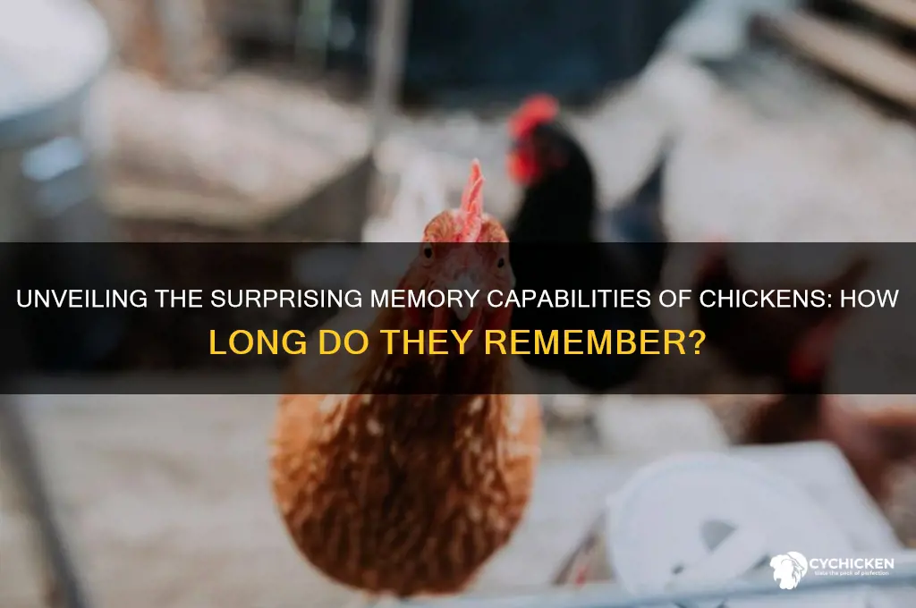 what is the memory span of a chicken