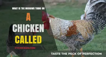 The Mohawk Mystery: What's That Chicken Hair Called?
