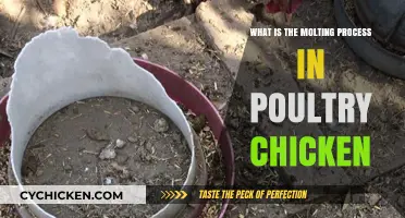 Understanding the Molting Process in Poultry Chickens: A Comprehensive Guide