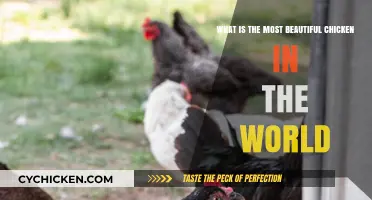 Gorgeous Chickens: The World's Most Beautiful Breeds