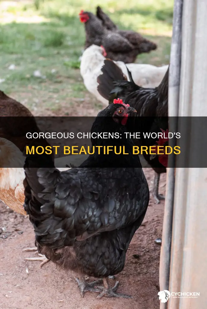 what is the most beautiful chicken in the world