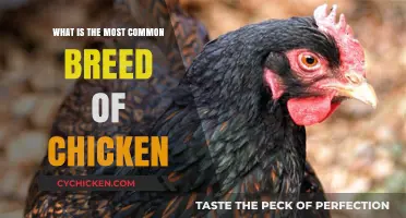 Discovering the Most Popular Chicken Breed: A Comprehensive Guide