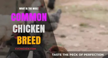 Discovering the Most Popular Chicken Breed for Backyard Flocks