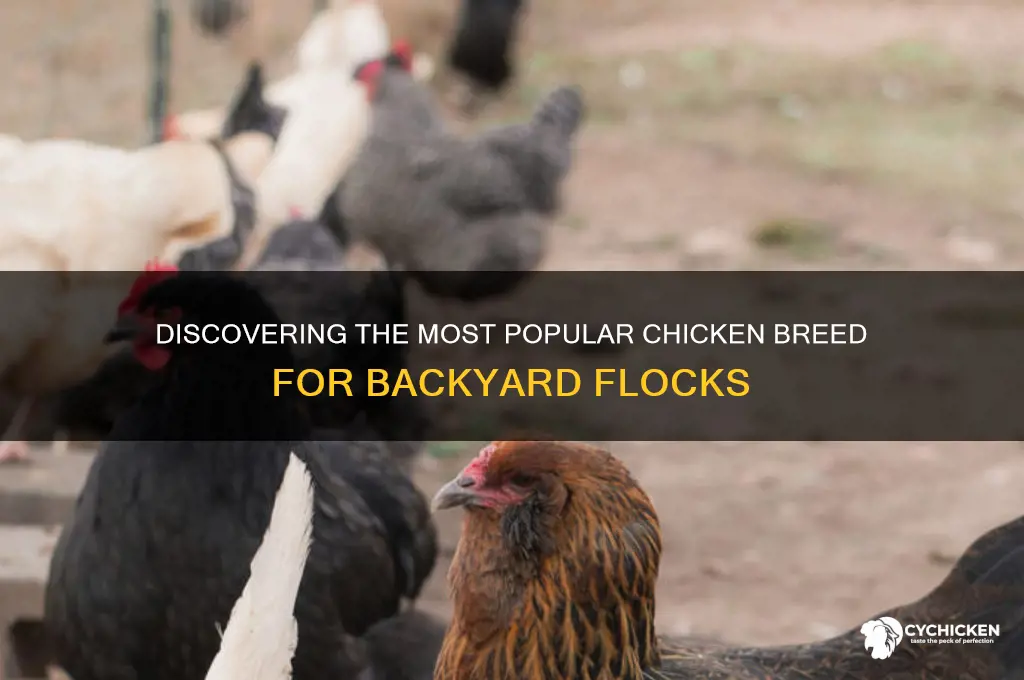 what is the most common chicken breed