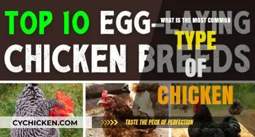Discovering the Most Popular Chicken Breed: A Comprehensive Guide