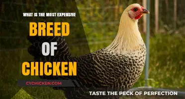 Discover the Priciest Poultry: World's Most Expensive Chicken Breed